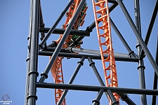 Tigris