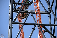 Tigris