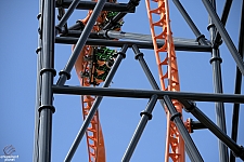 Tigris