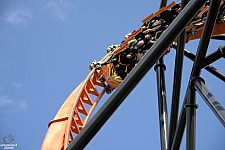 Tigris