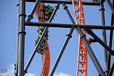 Tigris