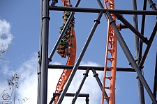 Tigris
