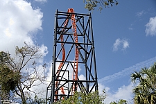 Tigris
