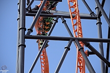 Tigris