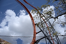 Tigris