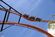 Tigris