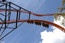 Tigris