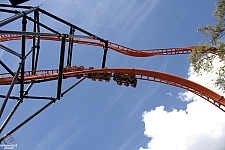 Tigris