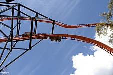 Tigris