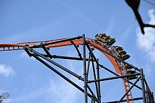 Tigris