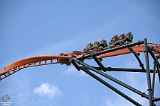 Tigris