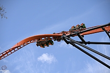 Tigris