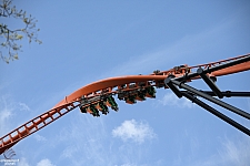 Tigris