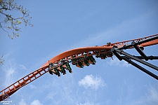 Tigris