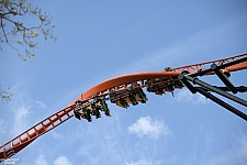 Tigris