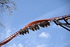 Tigris