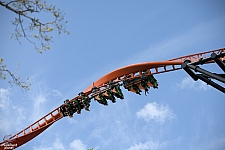 Tigris