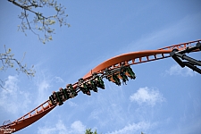 Tigris