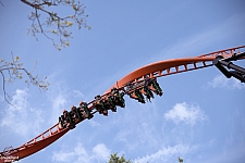 Tigris