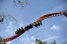 Tigris