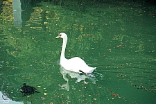 Busch Gardens Williamsburg