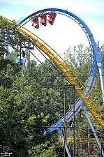 Griffon