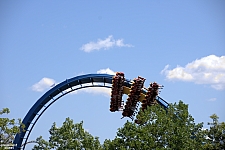 Griffon