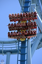 Griffon