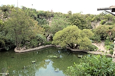 San Antonio Japanese Tea Garden