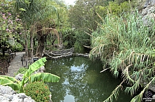 San Antonio Japanese Tea Garden