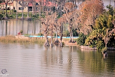 Cypress Gardens