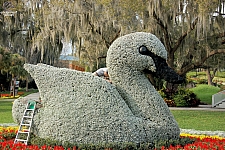 Cypress Gardens