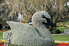 Cypress Gardens