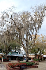 Cypress Gardens