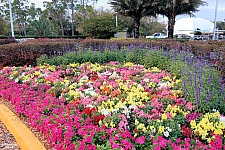 Cypress Gardens