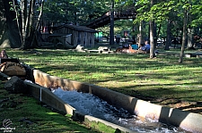 Policy Pond Log Flume