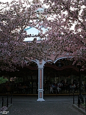 Antique Carrousel