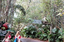 Disney's Animal Kingdom