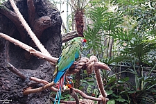 Disney's Animal Kingdom