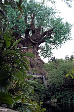 Tree of Life