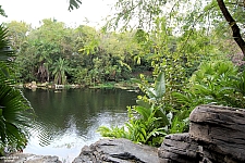 Disney's Animal Kingdom