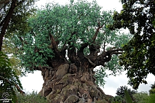 Tree of Life