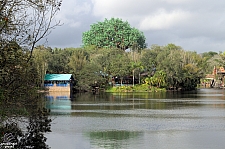 Disney's Animal Kingdom