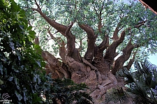 Tree of Life