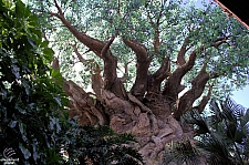 Tree of Life