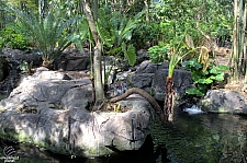 Disney's Animal Kingdom