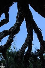 Pandora: The World of Avatar