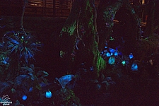 Avatar Flight of Passage