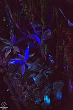 Avatar Flight of Passage