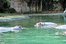 Kilimanjaro Safaris